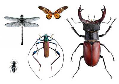 En samling av fem olika insekter: en trollslända, en fjäril, en stor hjortstekel, en metalliskt utseende skalbagge och en myra, alla på en vit bakgrund.