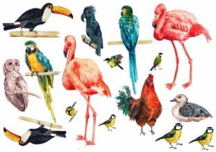 Fake tattoos with birds like rooster, parrot, and owl - Buy high-quality fake tattoos with fast delivery - likeink.se