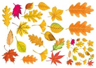Autumn leaves in lovely colors as fake tattoos.