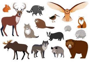 Nordic animal temporary tattoos / Animal tattoos