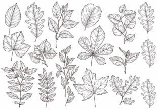 Hand-drawn forest leaves, leaves, oak, maple tattoos.