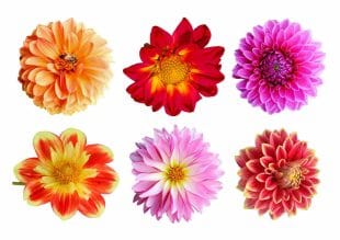 Dahlia tattoos. Beautiful illustrations of dahlia as temporary tattoos. Purple, red, yellow, orange dahlia.