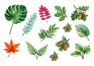 A collection of watercolour illustrations featuring various leaves, pine cones, acorns, and plant elements in green, red, and orange tones, arranged on a white background.