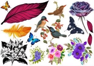 A collage of colourful elements, including birds, butterflies, a purple rose, various flowers, vibrant leaves, and a feather, all arranged on a white background.